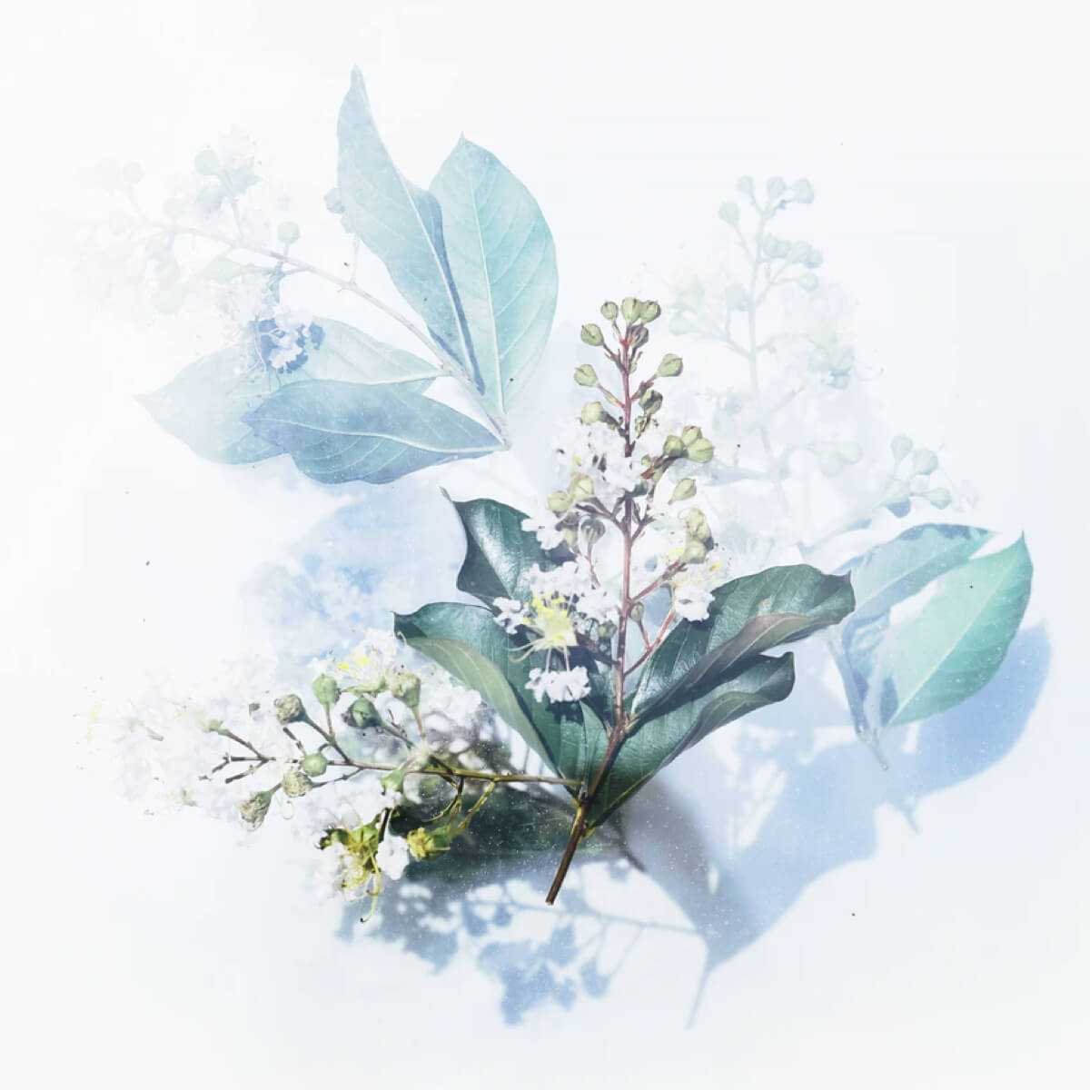 تصویر بندانگشتی دوره